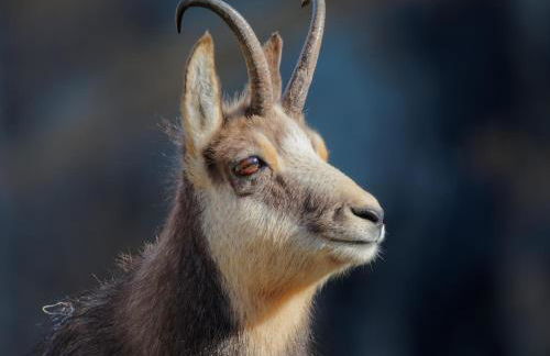 Gite de charme 3 étoiles - Foto 15