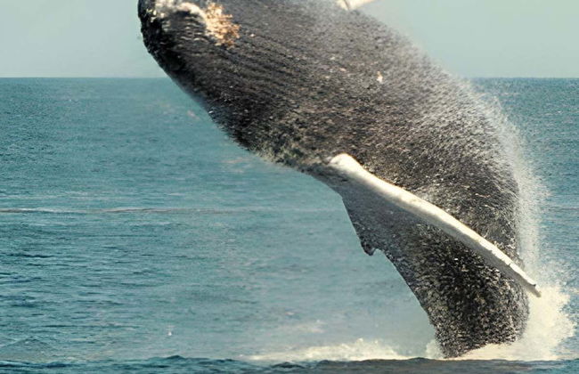 Pochote Whale Watching Tour - Photo 1