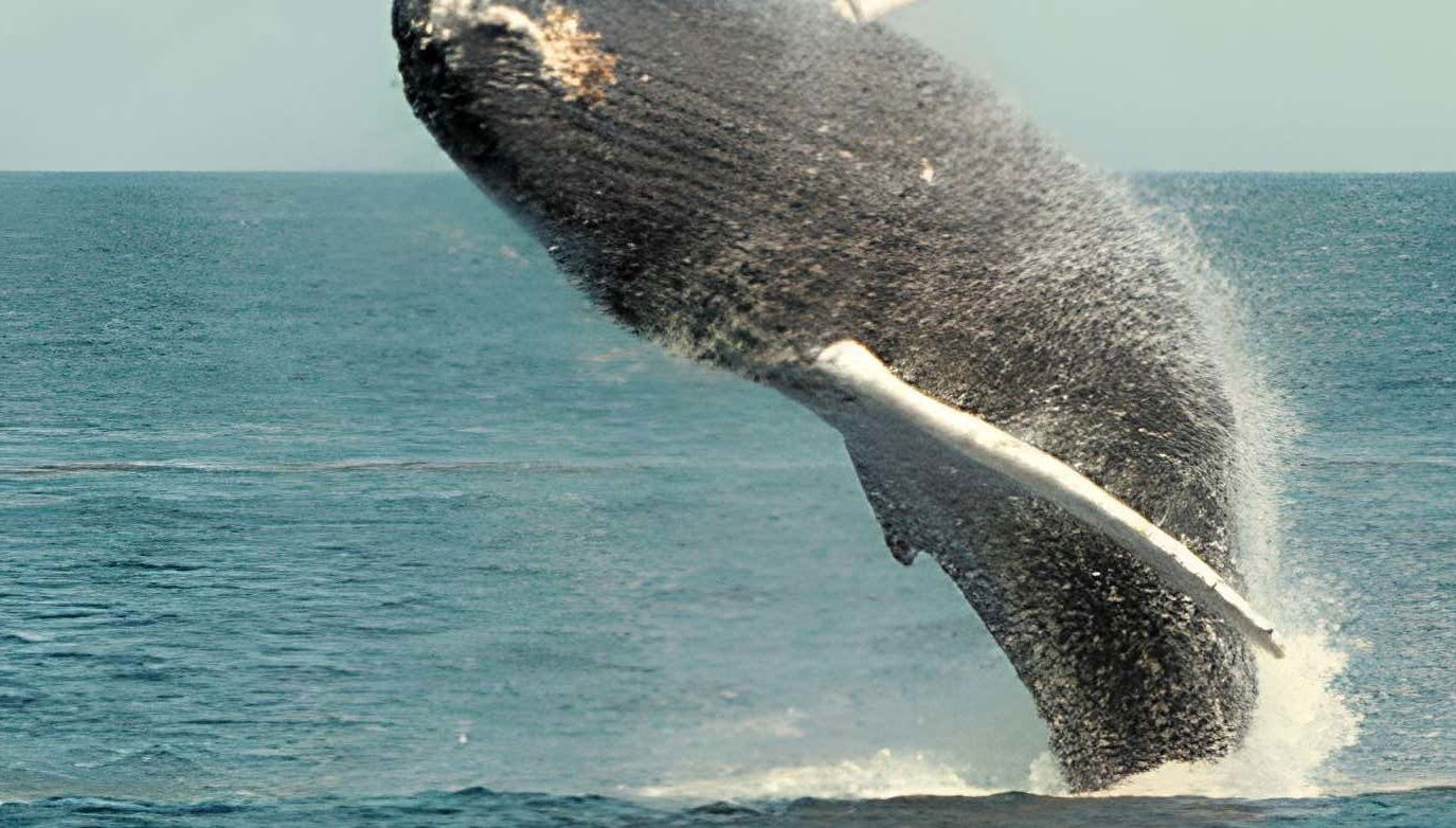 Pochote Whale Watching Tour