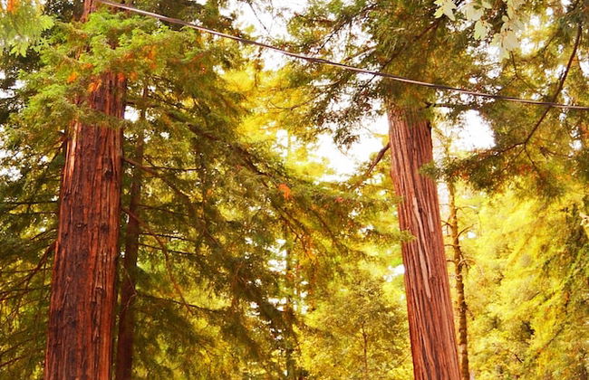 Redwoods River Resort - Foto 53