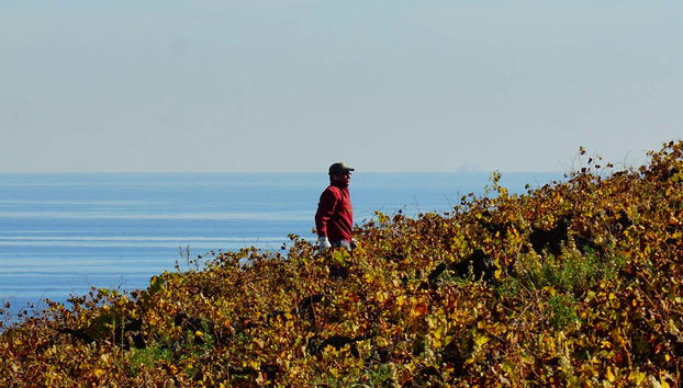 Wine Tour in Manilva - Foto 3