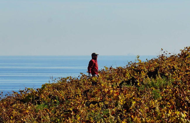 Wine Tour in Manilva - Foto 3