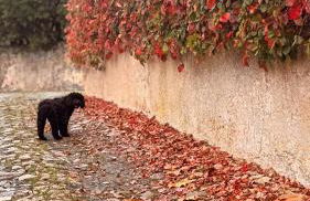 Penedo Casa do Casal Amigo - Foto 38