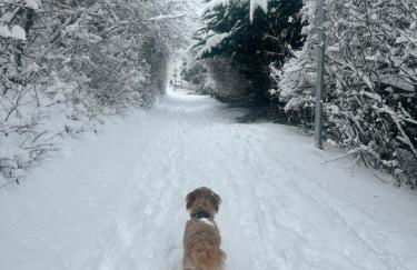 Casa Ribeiro Sotao - Foto 47