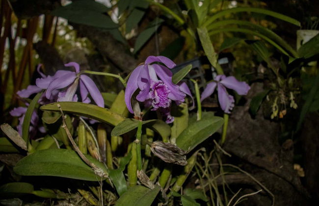 Excursão privada às cascatas Paccha, Waqanki e Oromina - Foto 3