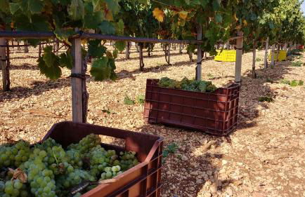 Trulli il Castagno - Foto 86