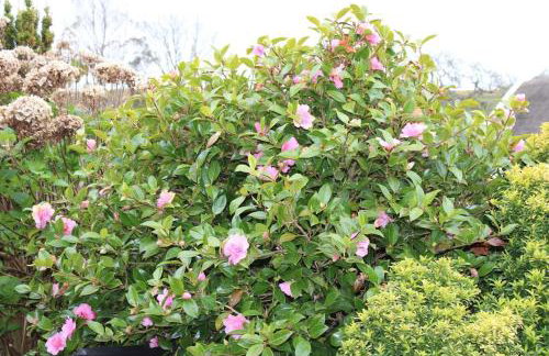 Sea View Studio - Foto 9