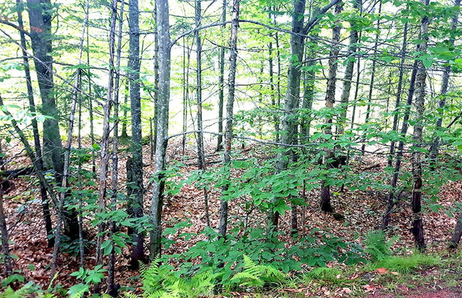 Fraternité-sur-Lac by Location ADP - Foto 75