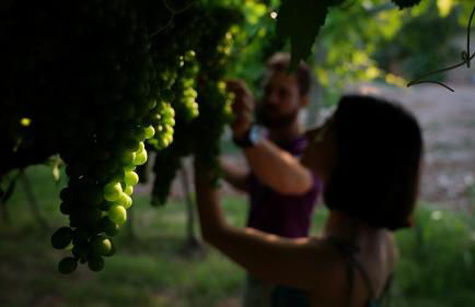 Agriturismo Ai Dossi - Foto 79