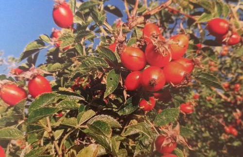 Ferienwohnungen JoJaSa - Foto 37