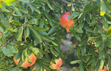 House Radojka - Foto 38