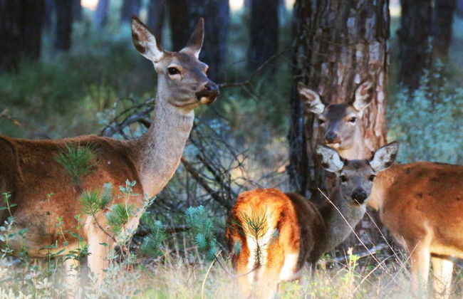 Doñana Day Trip - Foto 8