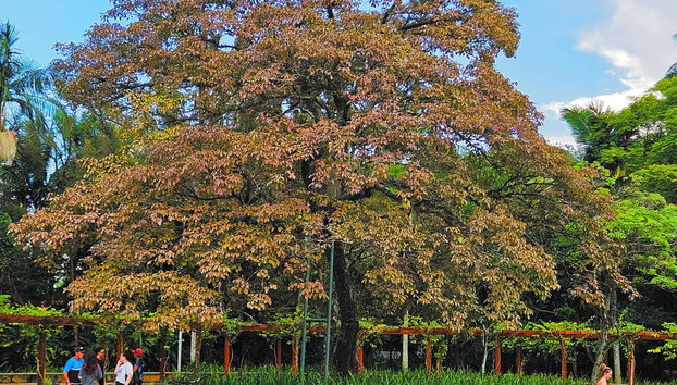 Ibirapuera Park Tour - Foto 4