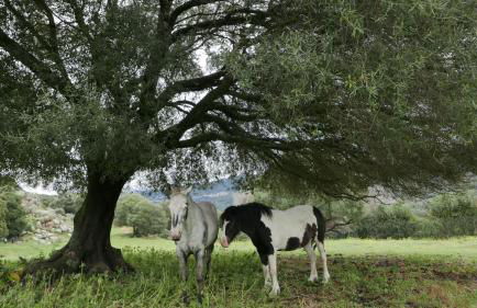 Les Figuiers - Foto 18