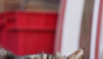 Peaceful Three Bed Country Apartment - Foto 3