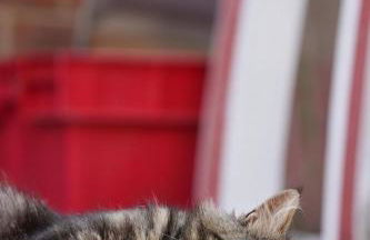 Peaceful Three Bed Country Apartment - Foto 3