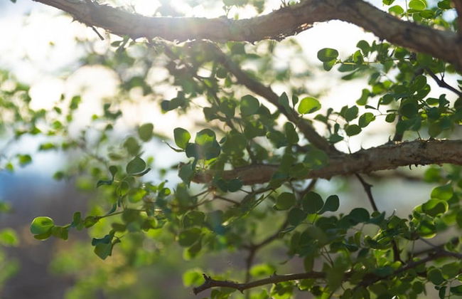 Villa Marula in Hoedspruit - Photo 5