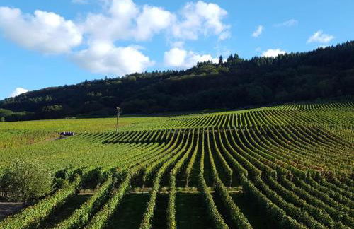 Ferienwohnung am Weingarten - Foto 10