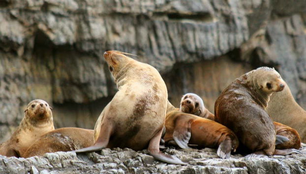 Sea lion colony on Tasman Island