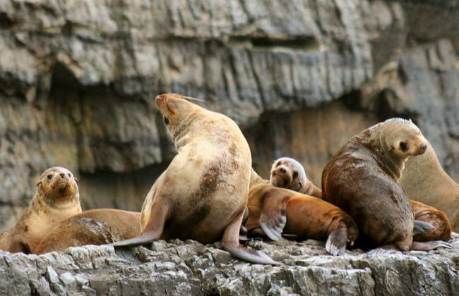 Giro in barca all'isola Tasman - Foto 5