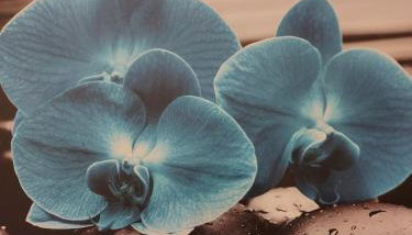 Studio apartman Orhideja - Foto 5