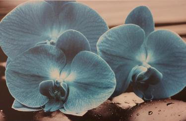 Studio apartman Orhideja - Foto 5