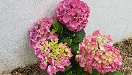 El Rincón de Gabriela - Foto 5