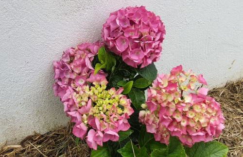 El Rincón de Gabriela - Foto 5