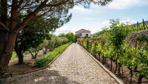 Casa do Vale - Retreat in the Douro Vineyards - Foto 3