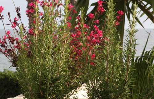 Residence Mare Azzurro - Foto 46