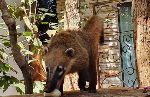 Morada dos Saguis - Foto 76