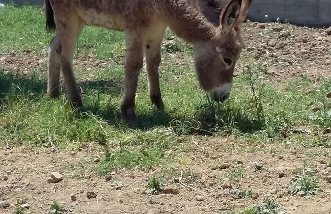 Agriturismo Fieri - Photo 30