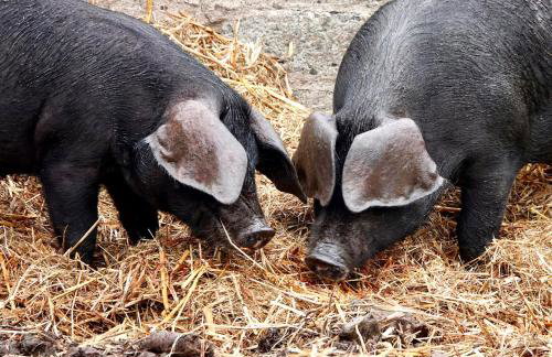 Torridge House Cottages - Foto 44