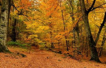 Casa Lina, Vallombrosa, wifi, private area - Foto 6