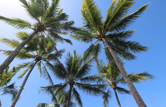 Unique Tropic Escape 444 - Foto 21