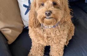 Ocean Drive Deluxe Apartment with complimentary Day Time Beach hut - Foto 30