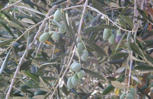 Apartmani Nena - Foto 13