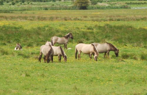 Ferienwohnung mit Balkon und Schleiblick - Foto 24