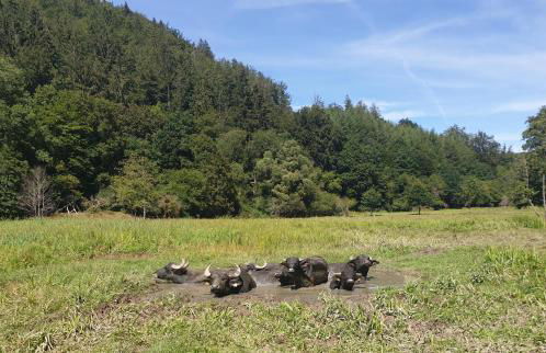 Ferienhaus Dreier-Ley - Foto 17