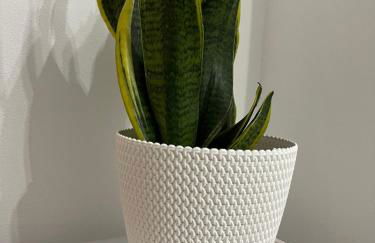 CASA MIA MALVA - Photo 50