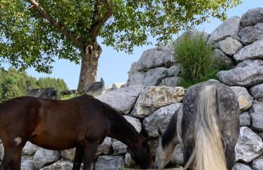 Linda‘s Ferien-Pferdehof - Foto 25