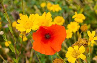 The Woodland Collection, 10 mins from beaches - Photo 16