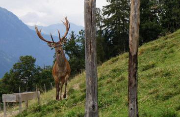 Gattererhof - Foto 37