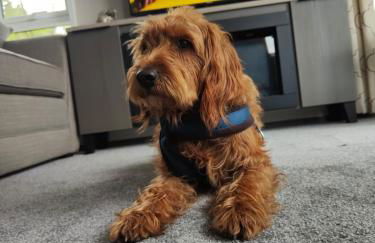 JJs Lodge Oaktree - Foto 8