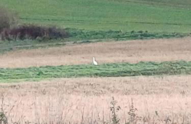 the tillys cottages - Foto 33