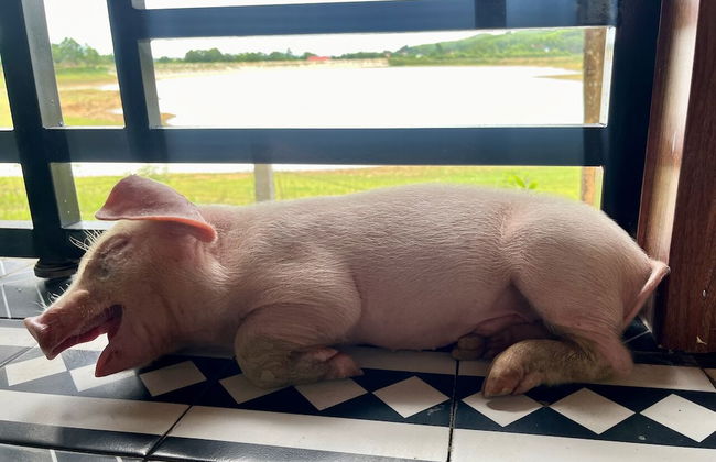 Nguyen Shack Retreat - Foto 44