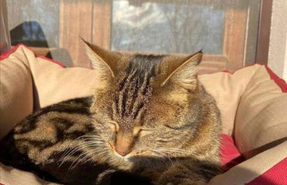 Il nocciòlo di Daisy - Foto 20