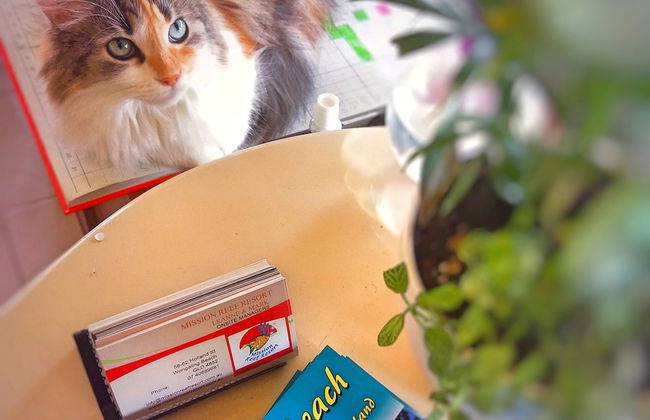 Mission Reef Resort - Foto 2