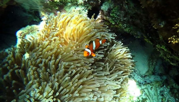 Phi Phi Islands Speedboat Excursion - Photo 2