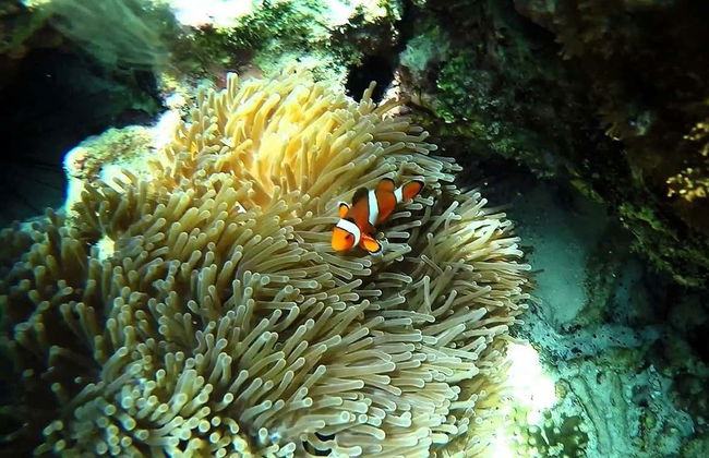 Tour delle isole Phi Phi in motoscafo - Foto 2